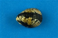 藏品(漁舟蜑螺)的圖片